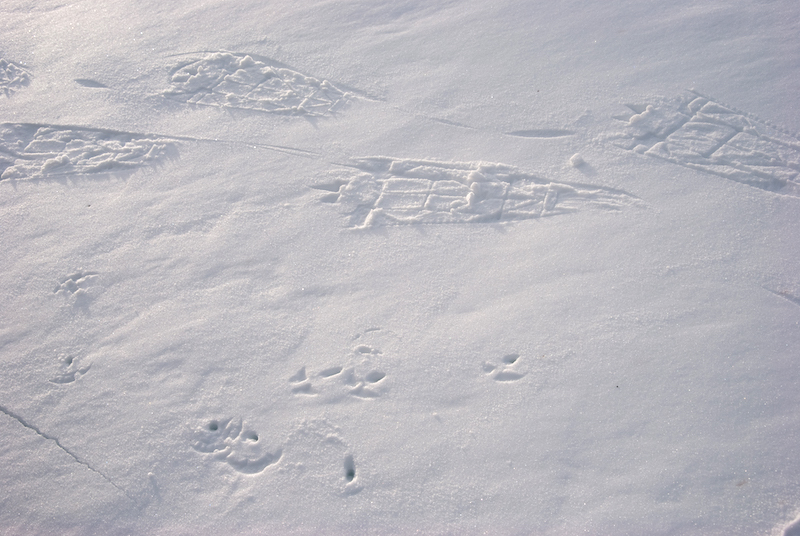 welsh snow eira