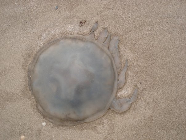 The Welsh Word For Jellyfish Slefran For More We Learn Welsh