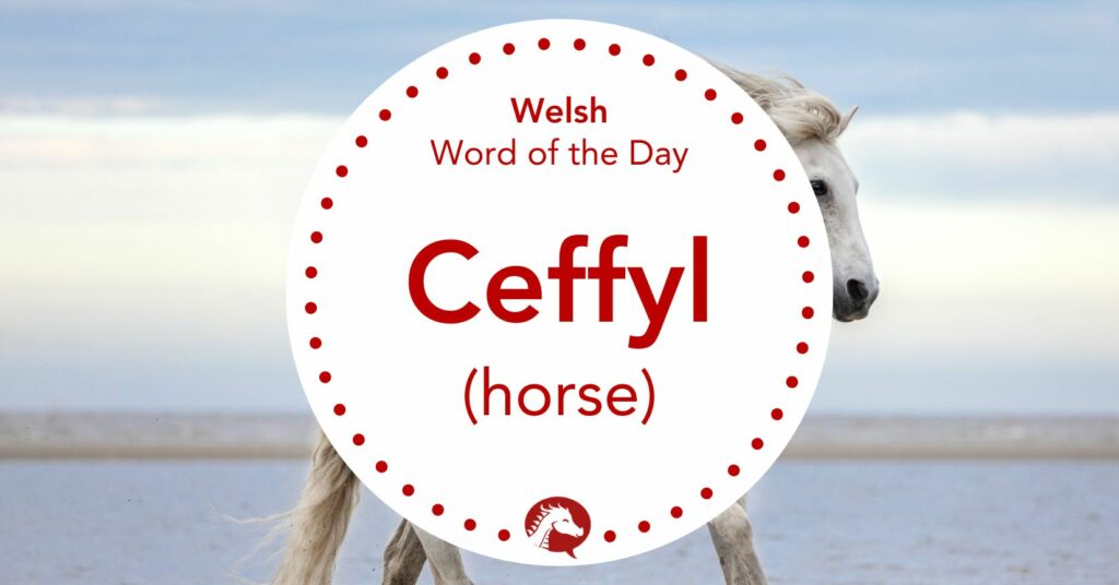 welsh word of the day ceffyl