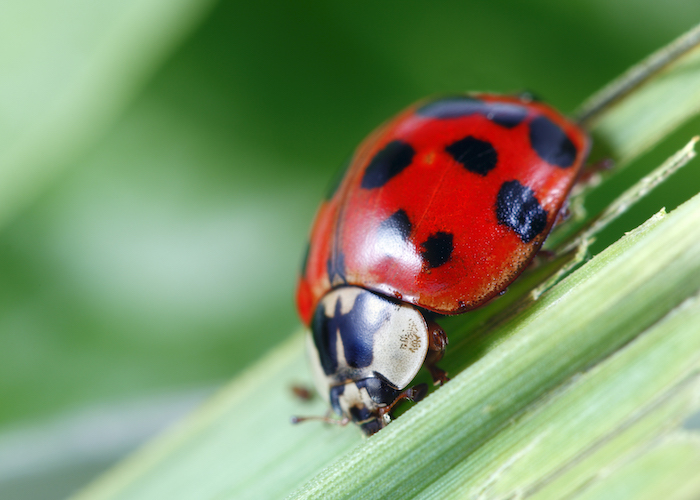 welsh word for ladybird