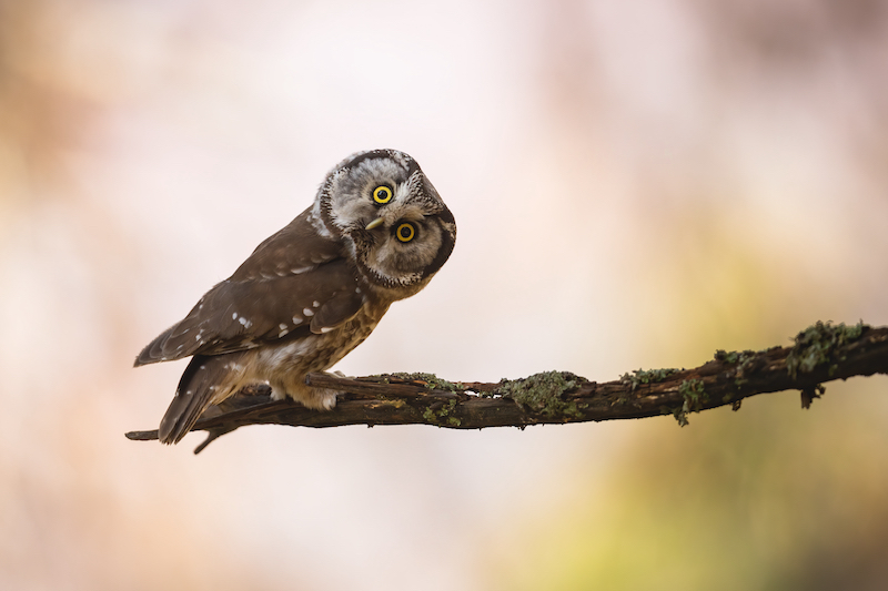 Boreal owl, aegolius funereus, looking to the camera on branch 