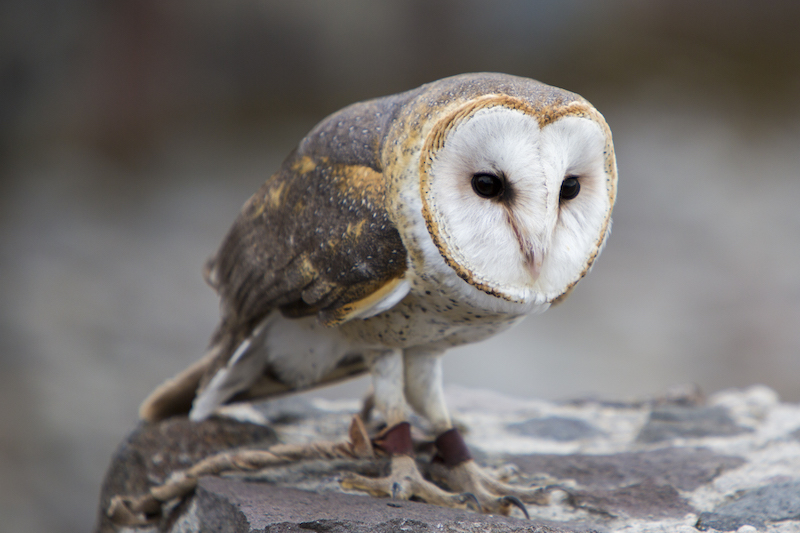 Closeup of Barn Owl at an outdoor bird sanctuary near Otavalo, Ecuador