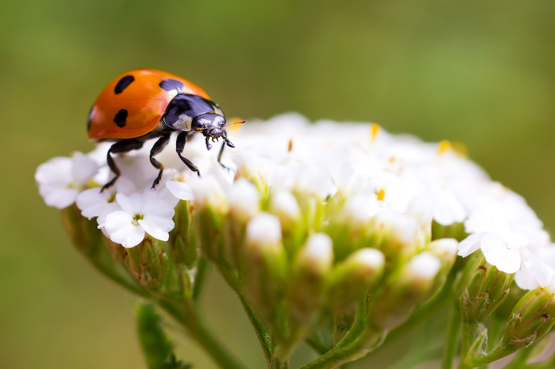 Ladybug sitting on top of wildflower