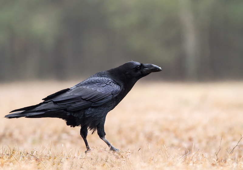 Poland,end of March.Big raven standing on the forest clearing in Bory Tucholskie National Park.It is time of the mating and plumage have a gentle garnet-metallic sheen.