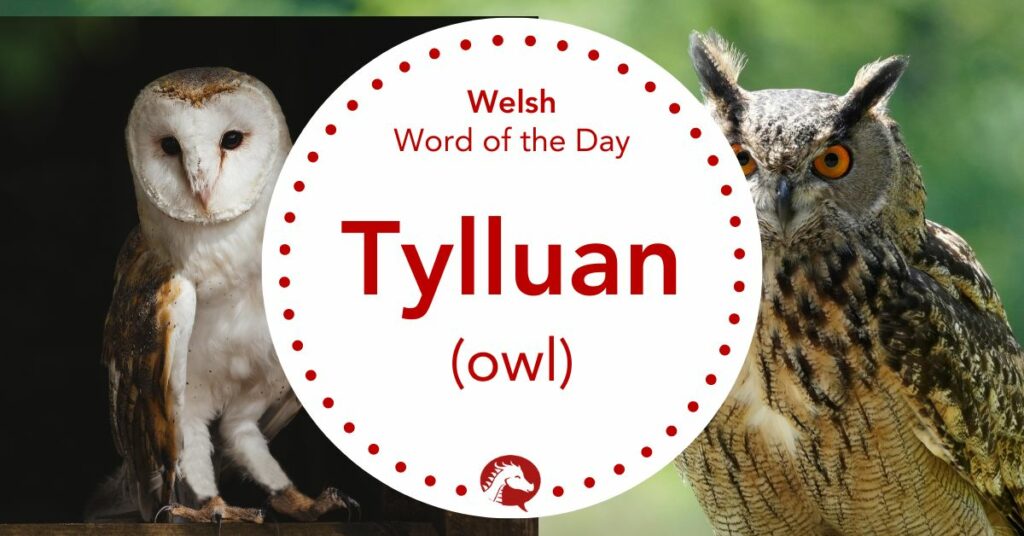 welsh word tylluan