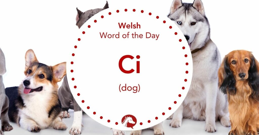 welsh word for dog