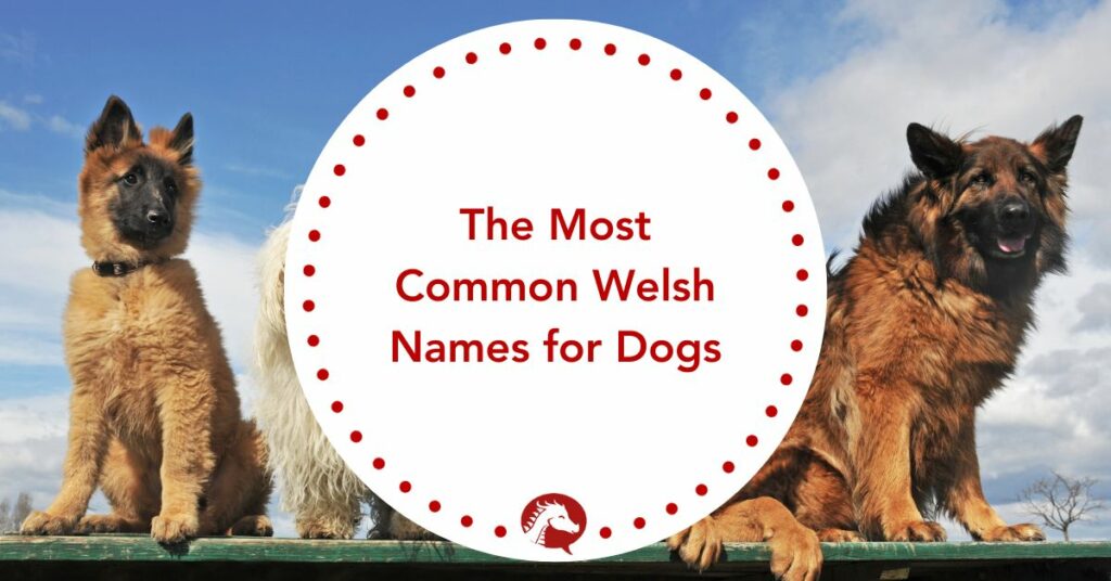 most common welsh names for dogs