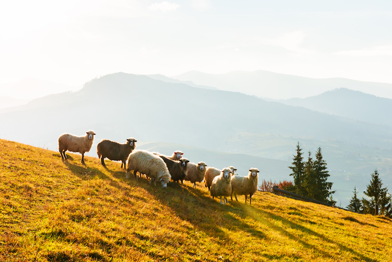 Herd of sheeps in sunny autumn mountains. Carpathians, Ukraine, Europe. Landscape photography