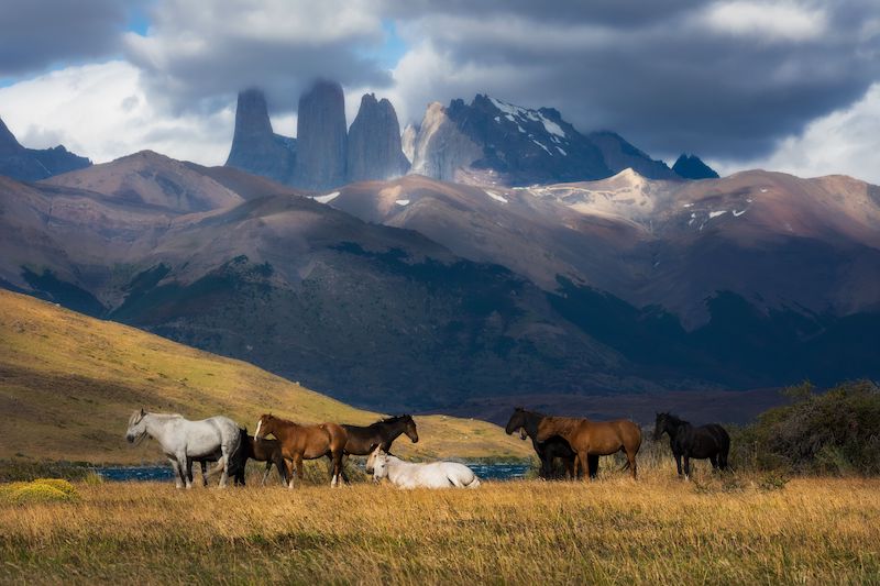 A herd of horses in Torres del Paine National Park