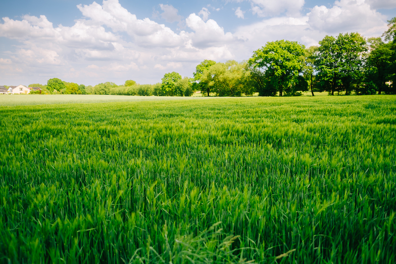 Young ears of young green wheat in spring summer field in sunny day.