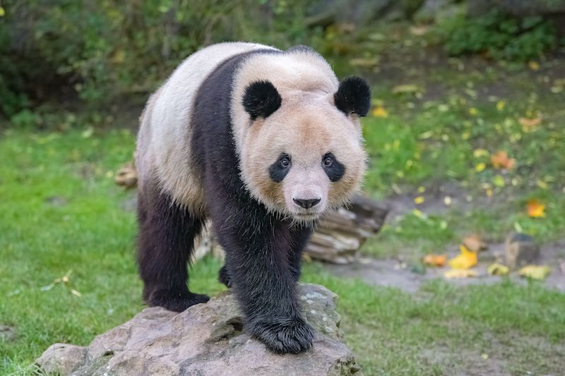 A giant panda standing on the grass