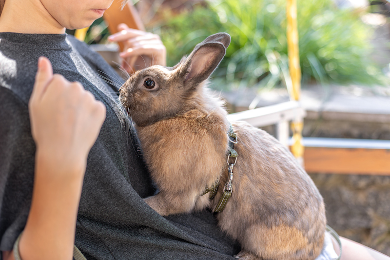 A girl plays with a domestic rabbit on the street.