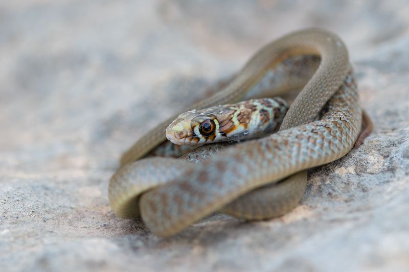 A young Western whip snake hatchling 