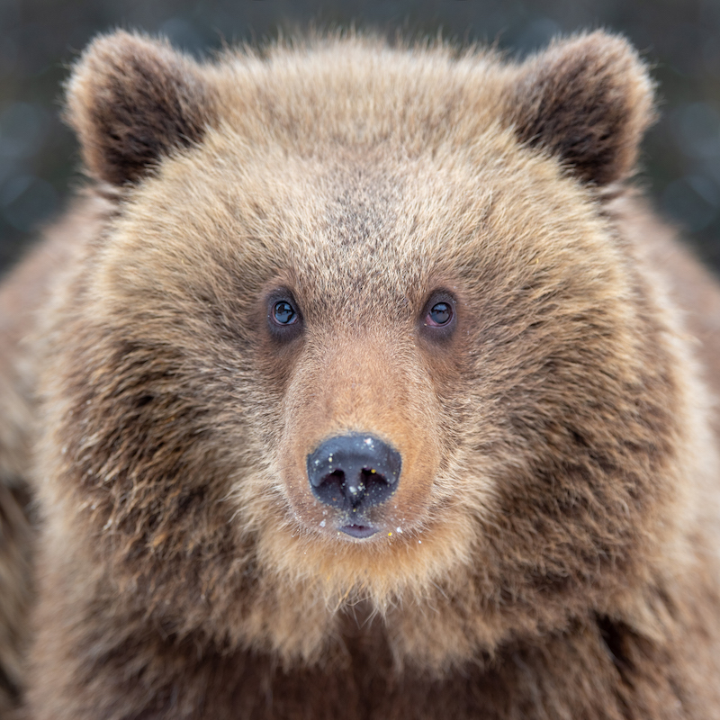 Close up brown bear portrait