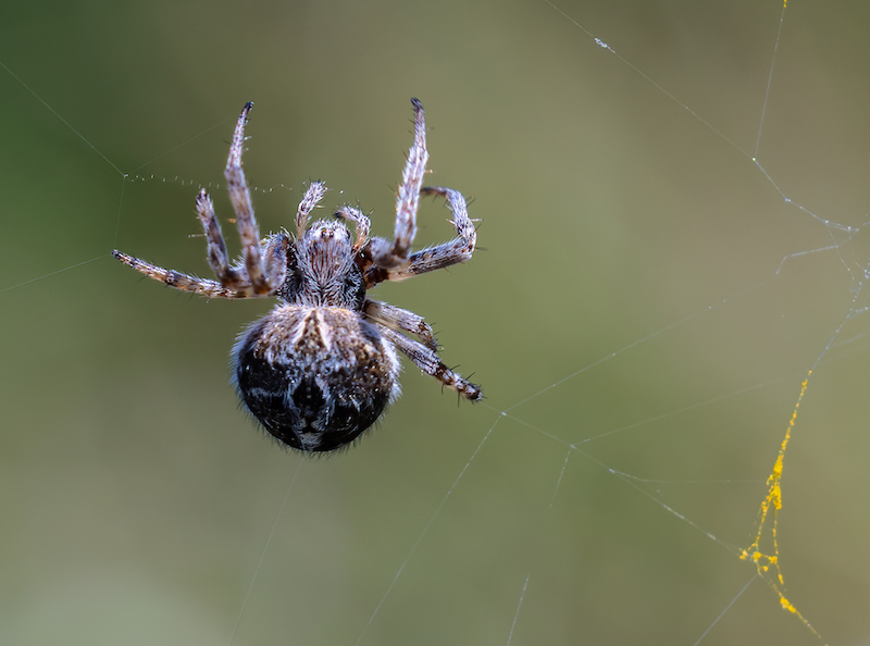 A spider on the web at the center