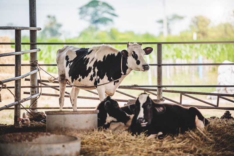 black and white cows in a shed