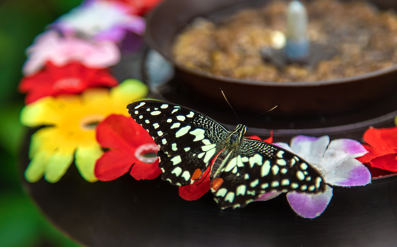 Butterfly eats from the flower feeder