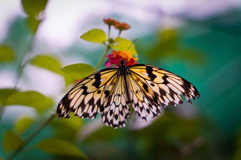 A macro of a beautiful butterfly on a plant at Butterfly Sanctuary, Lazi, Siquijor, Philippines