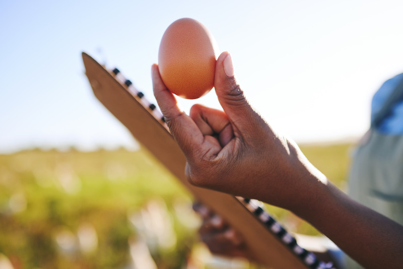 hand of a farmer holding an egg