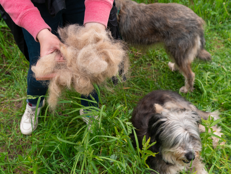 two dogs and and a lady holding dog hair