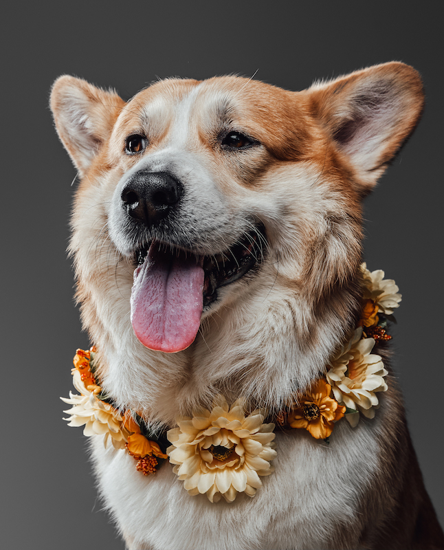 Welsh serious corgi dog sitting and posing with tongue sticking out wearing wreath of flowers on neck on black background in studio.