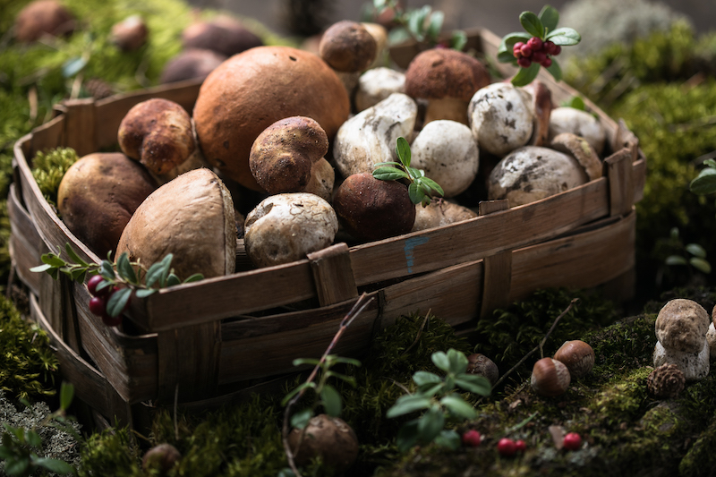 Autumn Cep Mushrooms