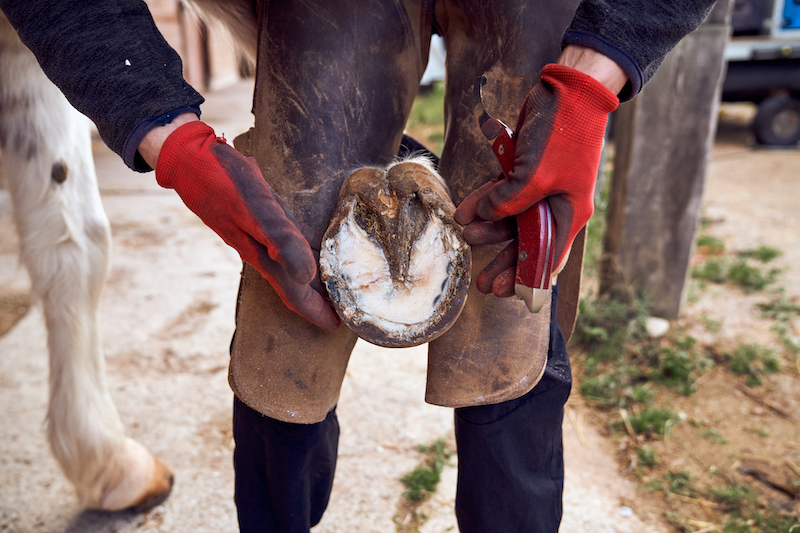 Blacksmith boy changing horseshoe to the leg of a horse using bald lime hammer pliers