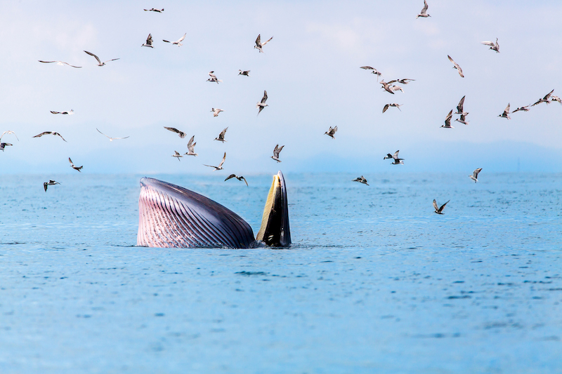 whale eating fish