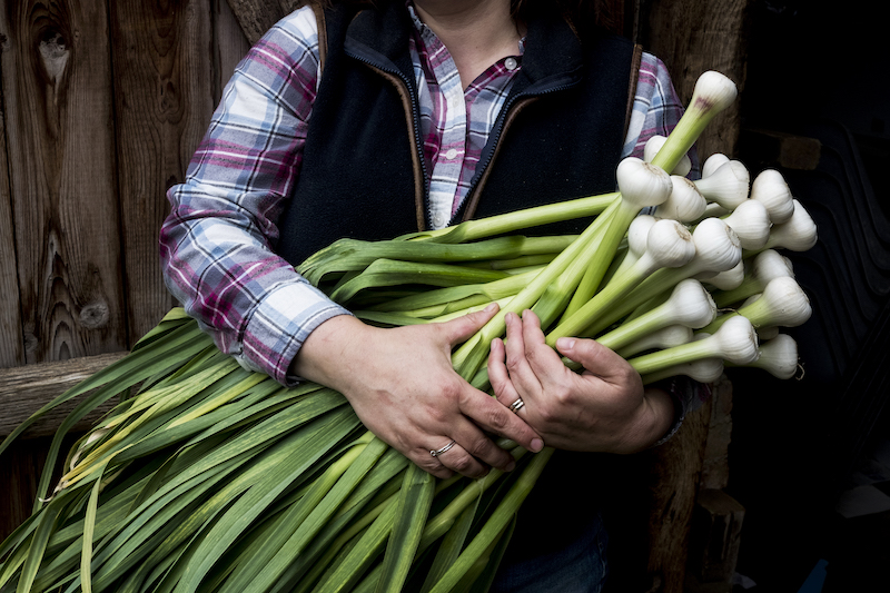 Close up of farmer holding bunch of freshly picked garlic.