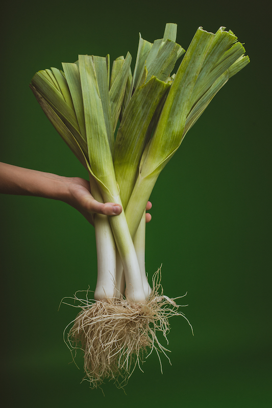 A closeup shot of a female hand holding big fresh leeks against a green background