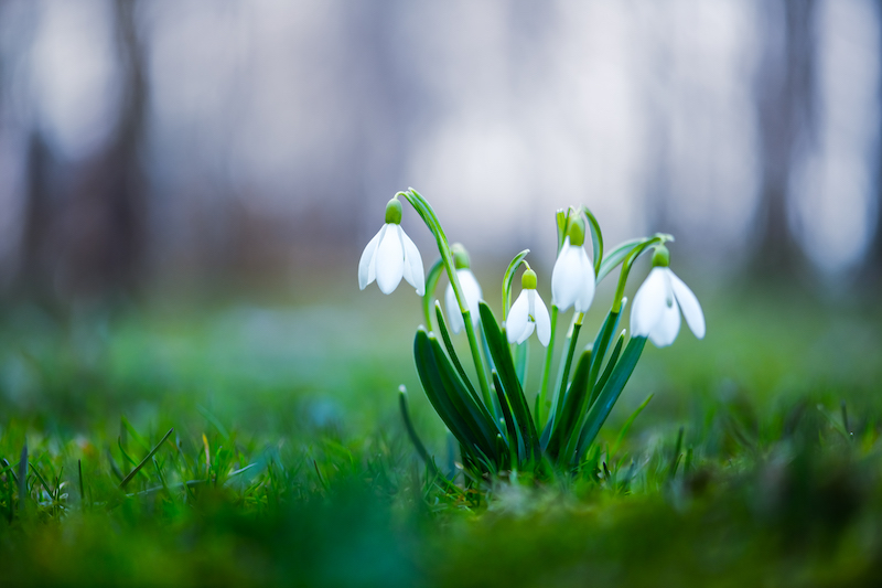 Snowdrop flowers on spring meadow forest closeup.