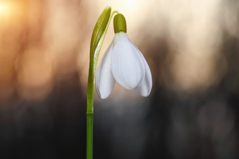 Spring snowdrop flowers blooming in sunny day.