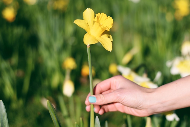 a lady holding a daffodil