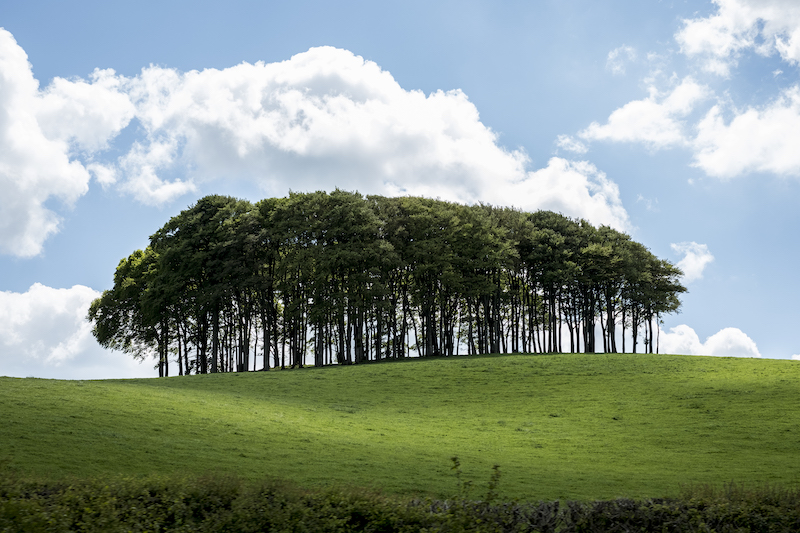 Landscape with Beech Tree copse on a hilly field under a cloudy sky.