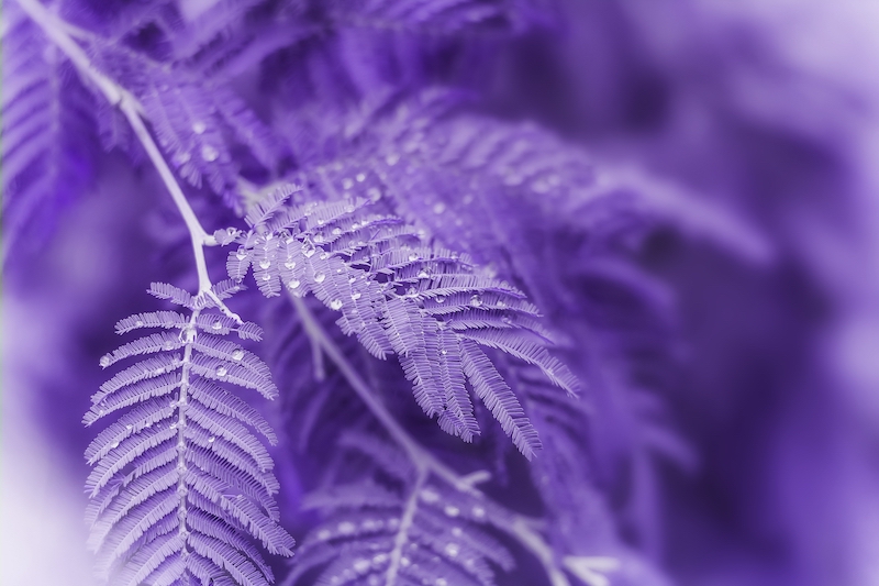 purple leaves