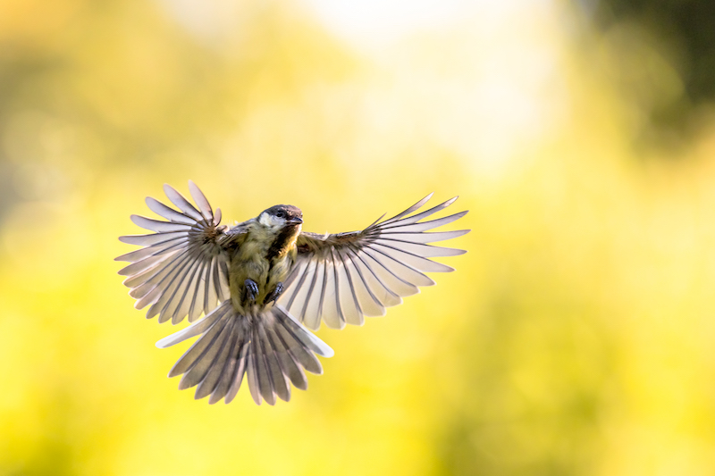 Great tit (Parus major) bird in flight just before landing with visible spread feathers