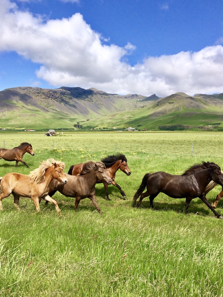 prancing horses against mountainous background