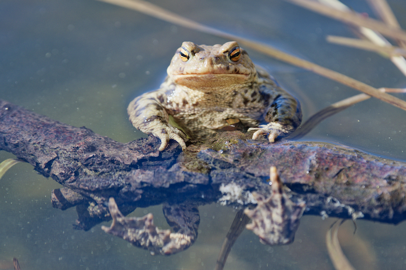 Common toad (Bufo bufo) in a wild nature