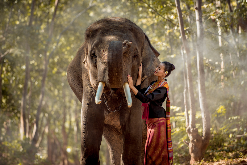 Thai elephant and pretty woman with traditional dress in Surin region