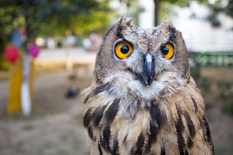 An owl with large yellow eyes looks at the camera
