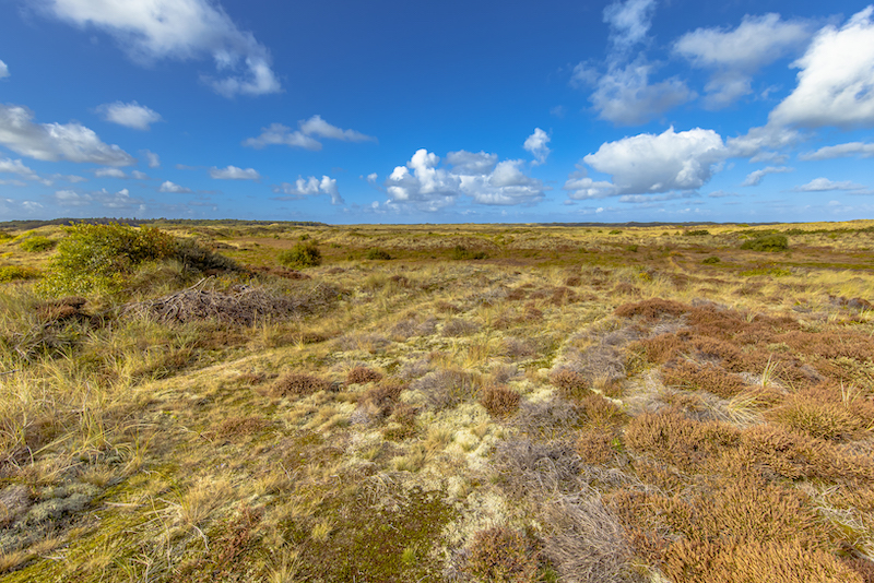 Dune Vegetation on Terschelling Wadden Barrier Island. Landscape Scene of Nature in Europe.