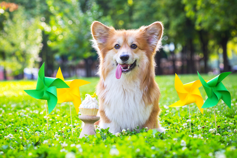 cute fluffy corgi