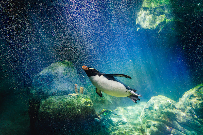 Penguin hunting for fish underwater
