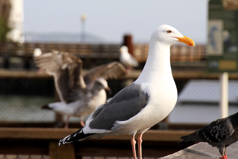 Seagull bird standing over the blue seashore