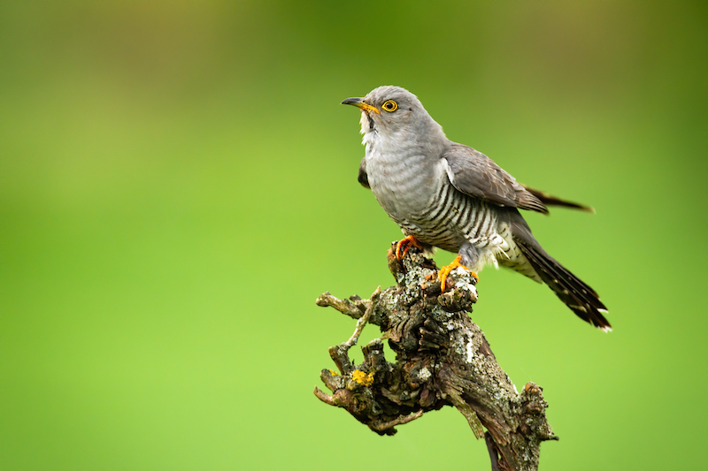 Common cuckoo, cuculus canorus, sitting on tree in summer