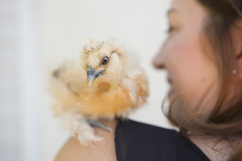 A woman with a small fluffy chick bird perched on her shoulder.