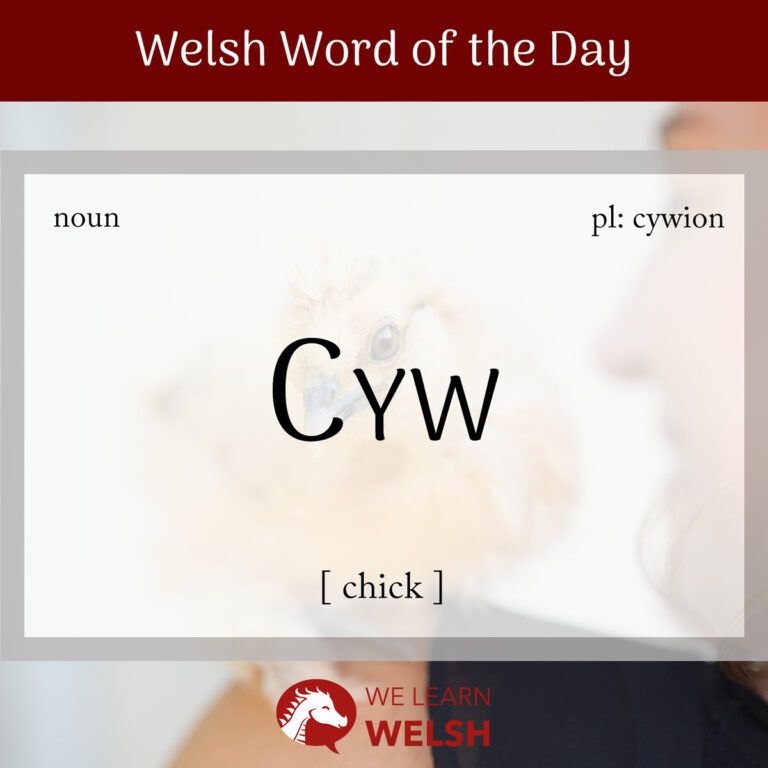 Welsh Word Of The Day Cyw chick We Learn Welsh welsh-word-of-the-day-cyw-chick-we-learn-welsh