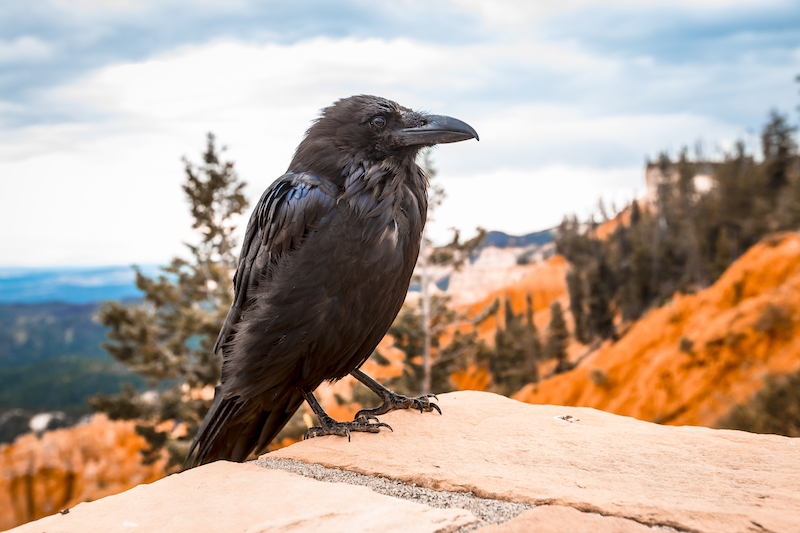 A black vulture looking to the left in Bryce National Park. Utah, United States