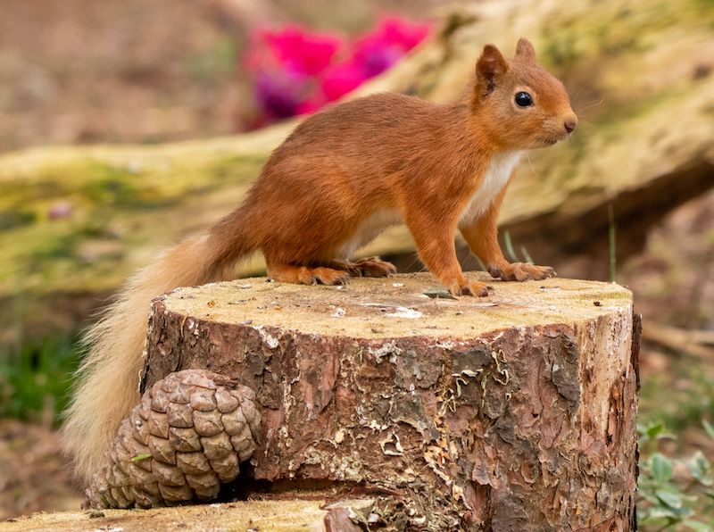 A close-up shot of a brown-furred squirrel perched atop a wooden stump in a vibrant garden setting