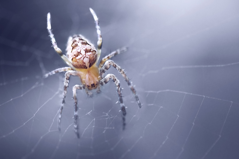 Araneus Spider on web